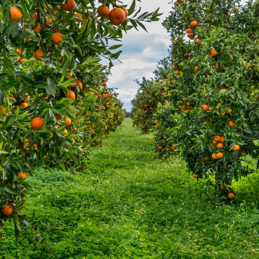 Orange Plantation