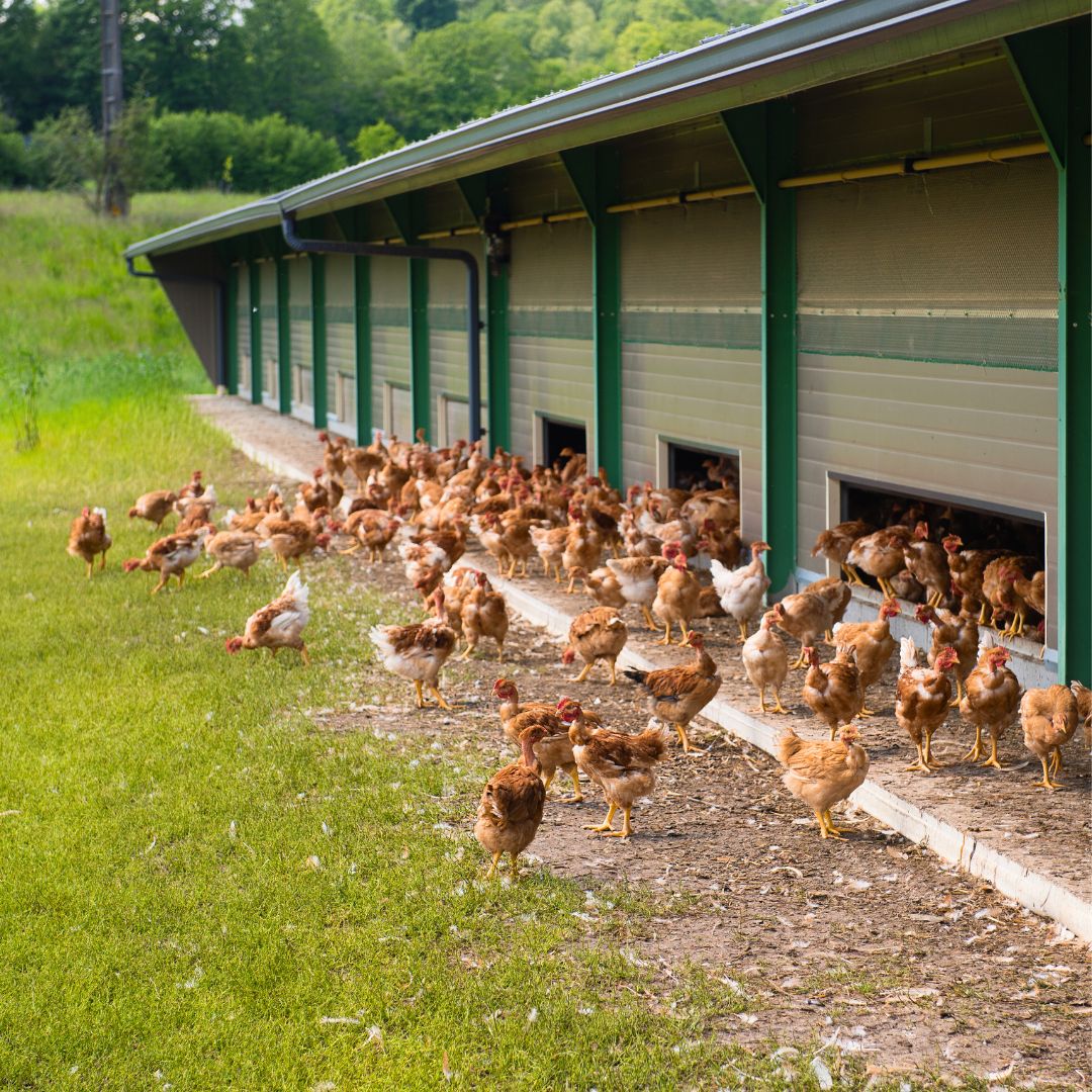 Chicken Farm