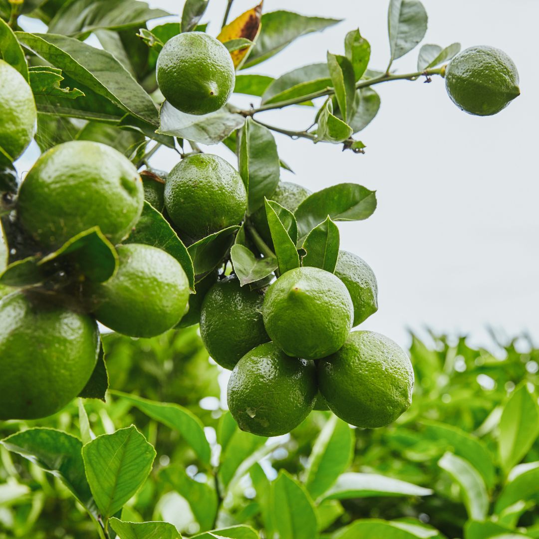 Thriving lime plantation featuring 220 Citrus aurantiifolia trees, showcasing sustainable investment and healthy crop yields.