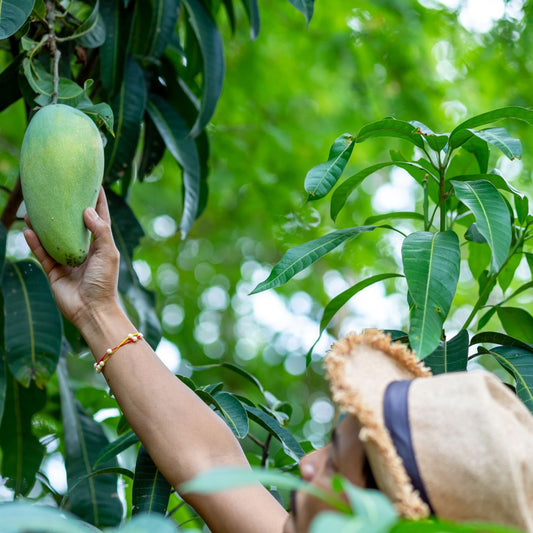 Support local agriculture by investing in our mango package, which promotes planting mango trees to enhance biodiversity and sustainability.